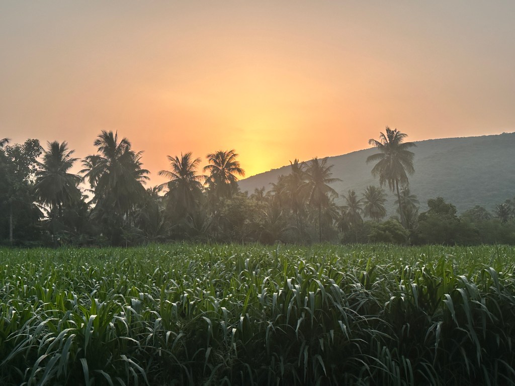 Ayurvedic Hospital in Andhra Pradesh: Experience at Sri Prakash&nbsp;Vidya